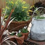 Milk bucket (after) (Bidens Ferulifolia Solaire & Sutera Cabana)