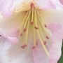 Pink_rhodo3