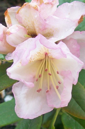 pink_Rhodo2.jpg (Rhododendron)