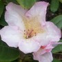 Pink_rhodo1