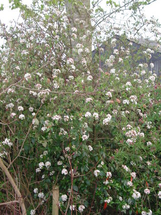 Viburnum x burkwoodii 'Park Farm Hybrid' (Viburnum x burkwoodii)