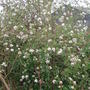 Viburnum_x_burkwoodii__park_farm_hybrid_