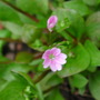 Claytonia_sibirica_plant