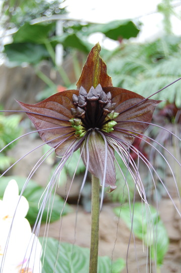 Bat Plant (Tacca chantrieri)
