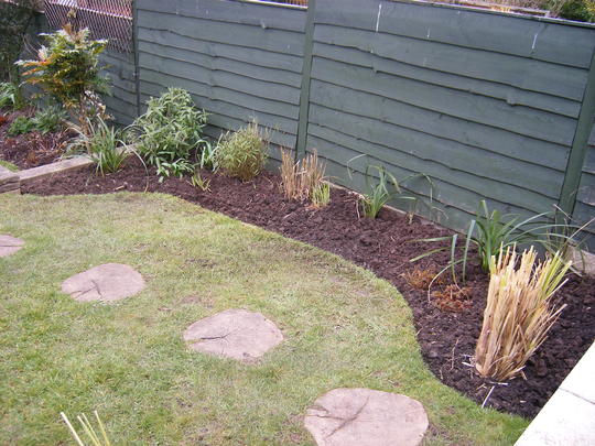 GRASSES BORDER (FARGESIA)