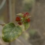 Bougainvillea_shoot