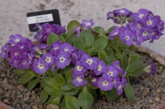 Primula Ellis May (Primula 'Ellis May')