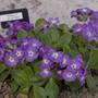 Primula_ellis_may