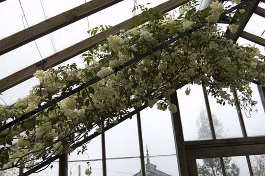 Pandorea (Pandorea pandorana alba)