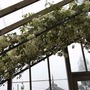 Pandorea pandorana