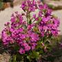Arabis_blepharophylla