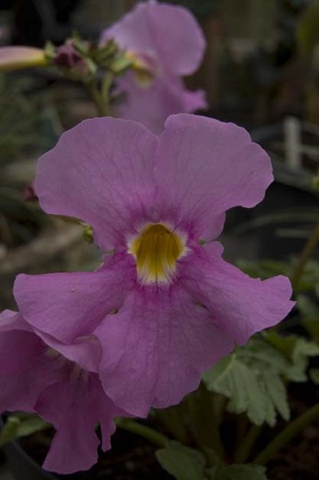 Incarvillea