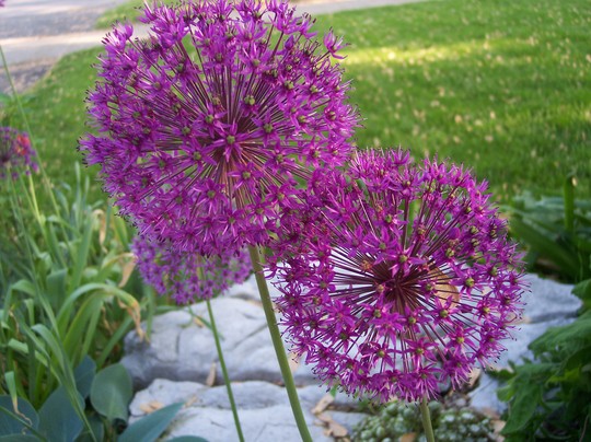 Purple Allium