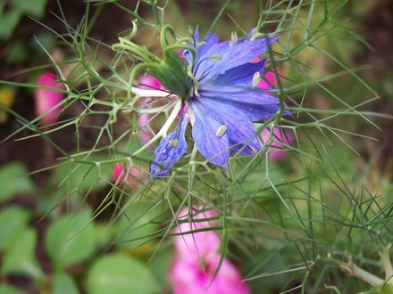 Love-in-a mist (Nigella) and Impatiens (Nigella damascena (Love-in-a-mist))