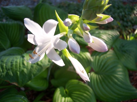 Hosta (Hosta sieboldiana 'Elegans')