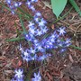 Chionodoxa