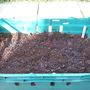 Garden_april_2008_010