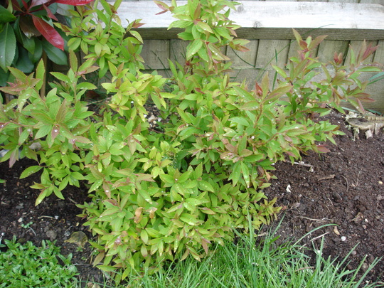 Spiraea 'Anthony Waterer' April 2008 (Spiraea japonica)