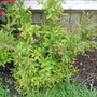 Dsc03333