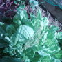 Garden_photo_s_143