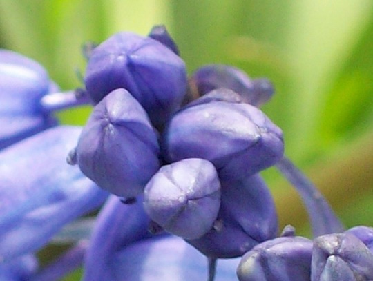 Blue Bell Bud :)