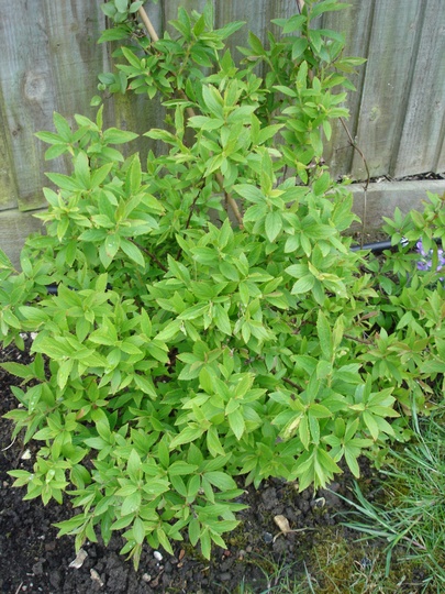 Spiraea 'Shirobana' (Spiraea japonica)