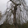 Old_ash_tree