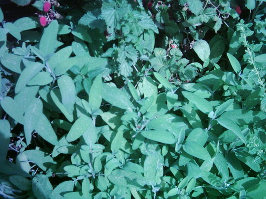 A garden flower photo (Salvia latifolia )