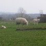 Springlambs2