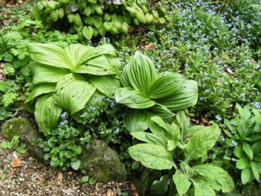Looks fantastic but dont know it's name.
