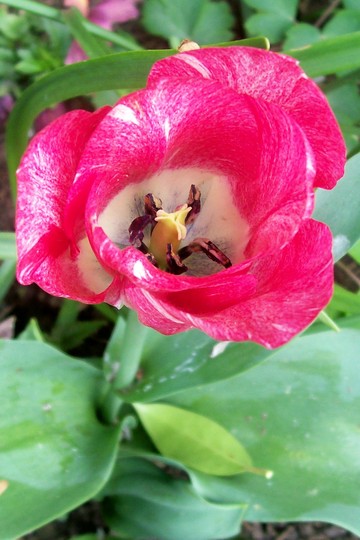 21_4_26.jpg (Tulipa)