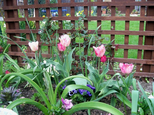 trellis bed late april (Tulipa)