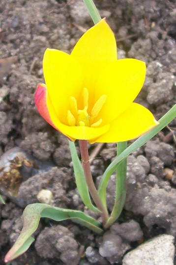 tiny little red and yellow tulip (Tulipa clusiana (Tulip))