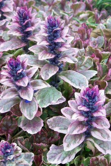 21_4_18.jpg (Ajuga reptans (Bugle))