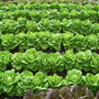 Wisleytrials2