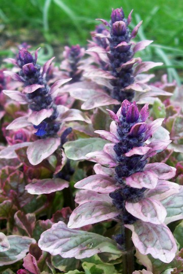 21_4_19.jpg (Ajuga reptans (Bugle))