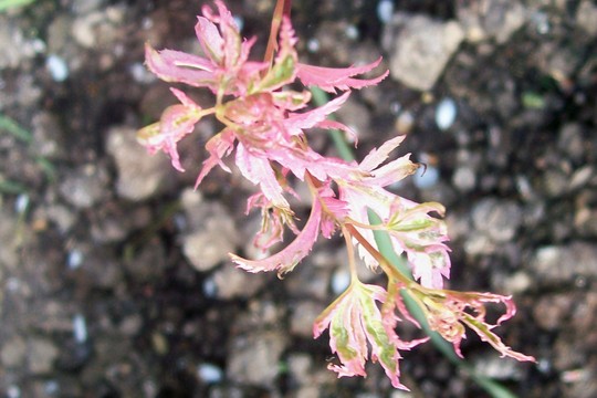 A garden flower photo (Acer palmatum (Japanese maple))