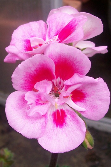Zonal Geranium 'Linus' (Pelargonium)