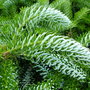 Abies_koreana__silberlocke__foliage_detail
