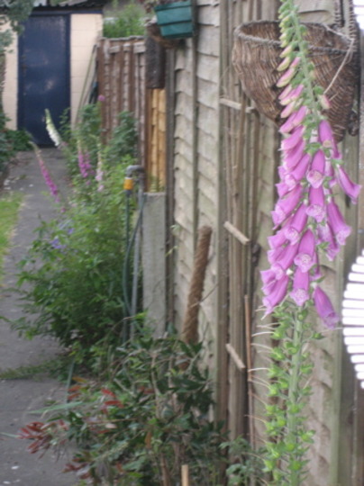 Foxgloves (summer 2007)
