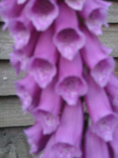A garden flower photo