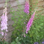 Foxgloves1