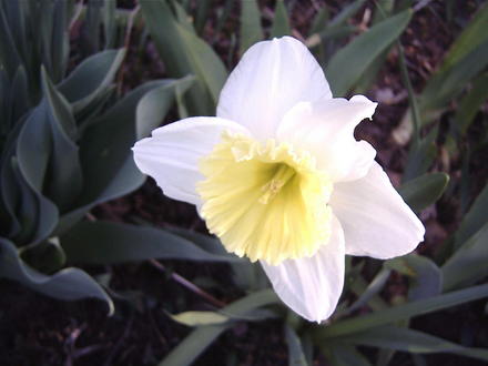 Daffodil (narcissus 'Ice Follies')