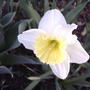 2008-04-21_daffodil_white_with_yellow