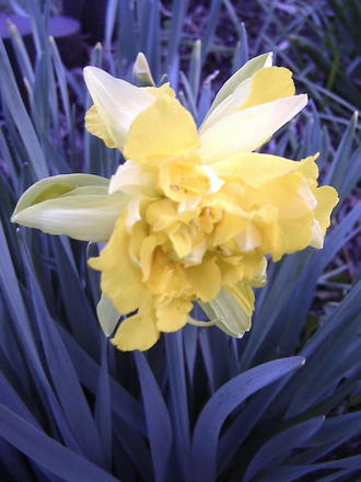 Daffodil (Narcissus)