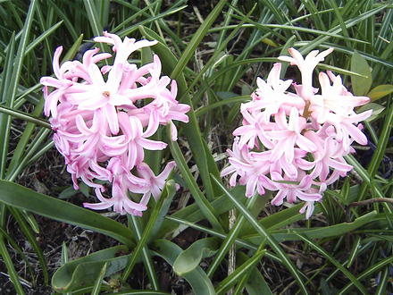 Pink Hyacinth (Hyacinthus orientalis)