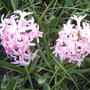 2008-04-21_pink_hyacinth