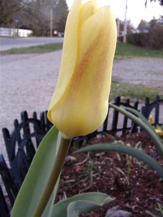 Tulip (Tulipa fosteriana 'Yellow Purissima')