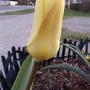 2008-04-21_tulip_yellow_with_pink_blush