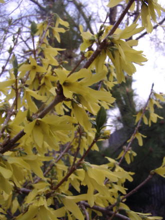 Forsythia  (Forsythia)